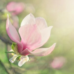 Flower Magnolia Flowering Against a Background of Flowers