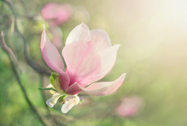 Flower Magnolia Flowering Against a Background of Flowers