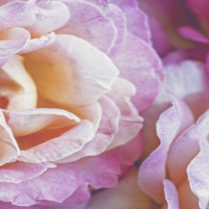 Silver - 1 month coaching